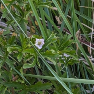 Geranium sp. at Jacka, ACT - 1 Nov 2023