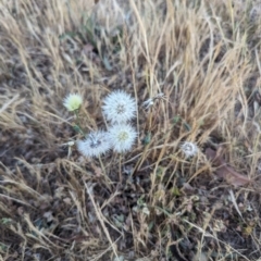 Hypochaeris radicata at Jacka, ACT - 1 Nov 2023