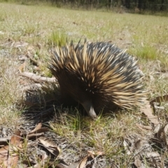 Tachyglossus aculeatus (Short-beaked Echidna) at Wingecarribee Local Government Area - 31 Oct 2023 by Aussiegall