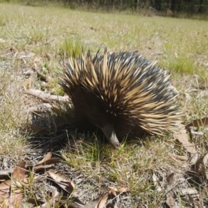 Tachyglossus aculeatus at Penrose, NSW - suppressed