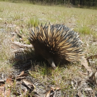 Tachyglossus aculeatus (Short-beaked Echidna) at Penrose - 30 Oct 2023 by Aussiegall