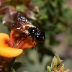 Exoneura sp. (genus) (A reed bee) at QPRC LGA - 1 Nov 2023 by DianneClarke