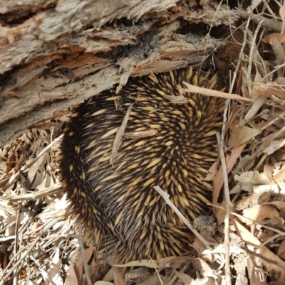 Tachyglossus aculeatus (Short-beaked Echidna) at Penrose, NSW - 1 Nov 2023 by Aussiegall