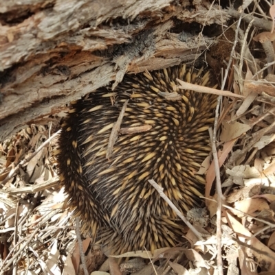 Tachyglossus aculeatus (Short-beaked Echidna) at Wingecarribee Local Government Area - 1 Nov 2023 by Aussiegall