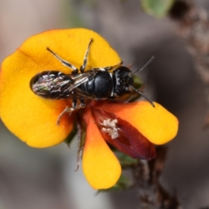 Hylaeus (Gnathoprosopoides) philoleucus at Jerrabomberra, NSW - 1 Nov 2023