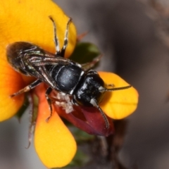 Hylaeus (Gnathoprosopoides) philoleucus at Jerrabomberra, NSW - 1 Nov 2023