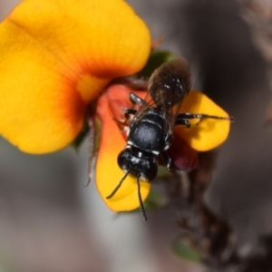 Hylaeus (Gnathoprosopoides) philoleucus at Jerrabomberra, NSW - 1 Nov 2023 12:16 PM