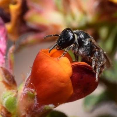 Euhesma sp. (genus) (A colletid bee) at QPRC LGA - 1 Nov 2023 by DianneClarke