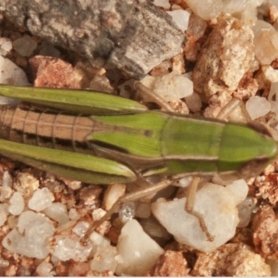 Laxabilla smaragdina (Lewis's Laxabilla Grasshopper) at Auburn River National Park - 5 Sep 2016 by michaelb