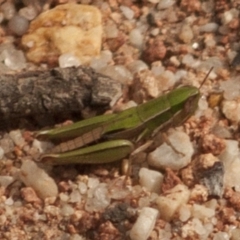 Laxabilla smaragdina at Hawkwood, QLD - 5 Sep 2016