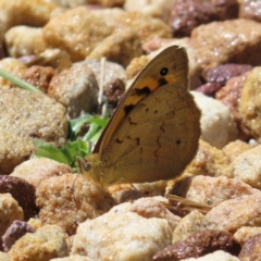 Heteronympha merope (Common Brown Butterfly) at ANBG - 1 Nov 2023 by MatthewFrawley