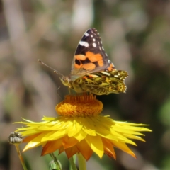 Vanessa kershawi (Australian Painted Lady) at Acton, ACT - 1 Nov 2023 by MatthewFrawley