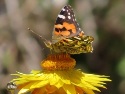 Vanessa kershawi (Australian Painted Lady) at Acton, ACT - 1 Nov 2023 by MatthewFrawley