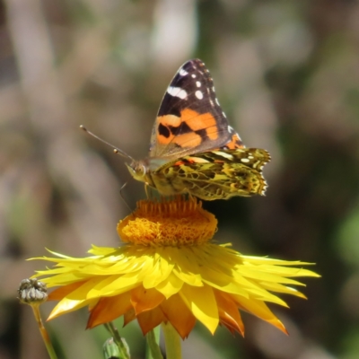 Vanessa kershawi (Australian Painted Lady) at ANBG - 1 Nov 2023 by MatthewFrawley