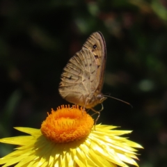 Heteronympha merope (Common Brown Butterfly) at Acton, ACT - 1 Nov 2023 by MatthewFrawley