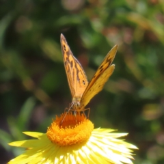 Heteronympha merope at Acton, ACT - 1 Nov 2023