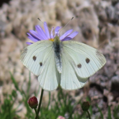 Pieris rapae (Cabbage White) at Acton, ACT - 1 Nov 2023 by MatthewFrawley