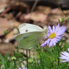 Pieris rapae at Acton, ACT - 1 Nov 2023