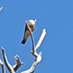 Falco longipennis (Australian Hobby) at Wallaroo, NSW - 1 Nov 2023 by Paul@93