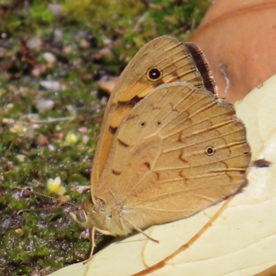 Heteronympha merope (Common Brown Butterfly) at Acton, ACT - 1 Nov 2023 by MatthewFrawley