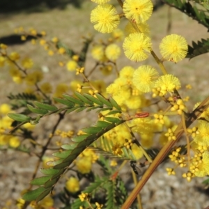 Acacia terminalis at Molonglo Valley, ACT - 23 Jul 2023