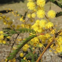 Acacia terminalis (Sunshine Wattle) at Molonglo Valley, ACT - 23 Jul 2023 by michaelb