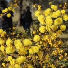 Acacia terminalis at Molonglo Valley, ACT - 23 Jul 2023