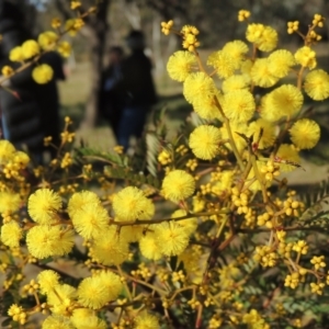 Acacia terminalis at Molonglo Valley, ACT - 23 Jul 2023