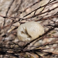 Mantidae - egg case (family) (Egg case of praying mantis) at Captains Flat, NSW - 2 Nov 2023 by Csteele4