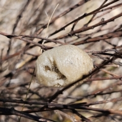 Mantidae (family) (Egg case of praying mantis) at QPRC LGA - 2 Nov 2023 by Csteele4