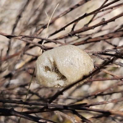 Mantidae (family) (Egg case of praying mantis) at QPRC LGA - 2 Nov 2023 by Csteele4