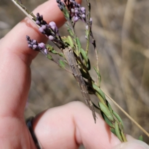 Lepidoscia arctiella at Captains Flat, NSW - 2 Nov 2023