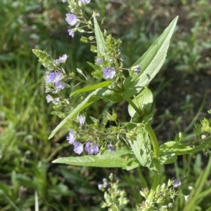 Veronica anagallis-aquatica at Braidwood, NSW - 1 Nov 2023