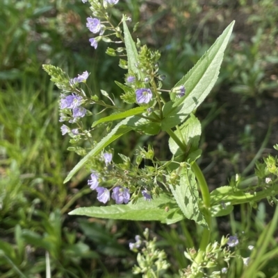 Veronica anagallis-aquatica (Blue Water Speedwell) at QPRC LGA - 1 Nov 2023 by JaneR