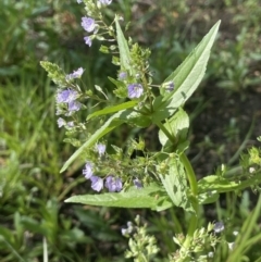 Veronica anagallis-aquatica (Blue Water Speedwell) at Braidwood, NSW - 1 Nov 2023 by JaneR