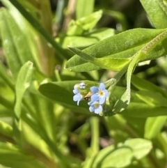 Myosotis laxa subsp. caespitosa (Water Forget-me-not) at QPRC LGA - 1 Nov 2023 by JaneR