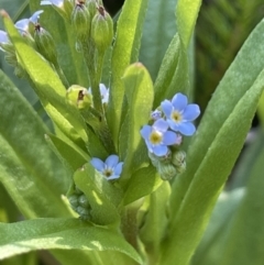 Myosotis laxa subsp. caespitosa at Bendoura, NSW - 1 Nov 2023 04:59 PM