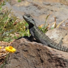 Intellagama lesueurii howittii (Gippsland Water Dragon) at Acton, ACT - 1 Nov 2023 by MatthewFrawley