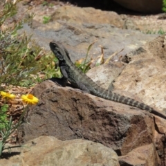 Intellagama lesueurii howittii at Acton, ACT - 1 Nov 2023 12:01 PM