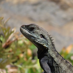 Intellagama lesueurii howittii at Acton, ACT - 1 Nov 2023 12:01 PM