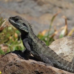 Intellagama lesueurii howittii at Acton, ACT - 1 Nov 2023