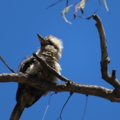 Dacelo novaeguineae (Laughing Kookaburra) at Acton, ACT - 1 Nov 2023 by MatthewFrawley