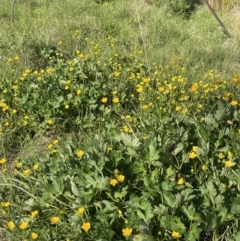 Ranunculus repens (Creeping Buttercup) at QPRC LGA - 1 Nov 2023 by JaneR