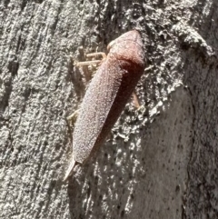 Rhotidoides punctivena (Leafhopper) at Bruce Ridge to Gossan Hill - 1 Nov 2023 by Pirom