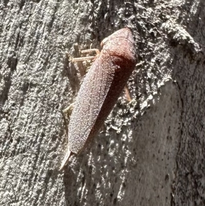 Rhotidoides punctivena (Leafhopper) at Bruce Ridge - 1 Nov 2023 by Pirom