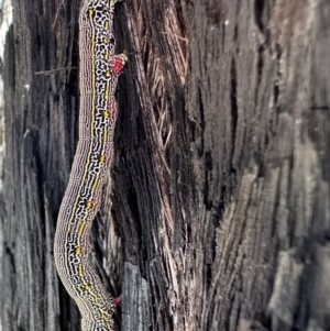 Chlenias banksiaria group at Bruce, ACT - 1 Nov 2023