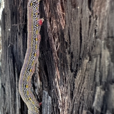 Chlenias banksiaria group (A Geometer moth) at Bruce Ridge - 1 Nov 2023 by Pirom