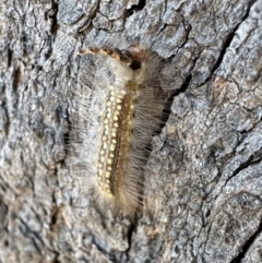 Uraba lugens (Gumleaf Skeletonizer) at Mount Ainslie - 1 Nov 2023 by Pirom