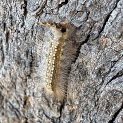 Uraba lugens (Gumleaf Skeletonizer) at Mount Ainslie - 1 Nov 2023 by Pirom