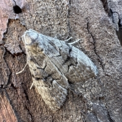 Uraba lugens (Gumleaf Skeletonizer) at Bruce, ACT - 1 Nov 2023 by Pirom